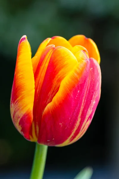 Όμορφη τουλίπα γκρο πλαν, άνοιξη blossom τουλίπες λουλούδια στον κήπο — Φωτογραφία Αρχείου