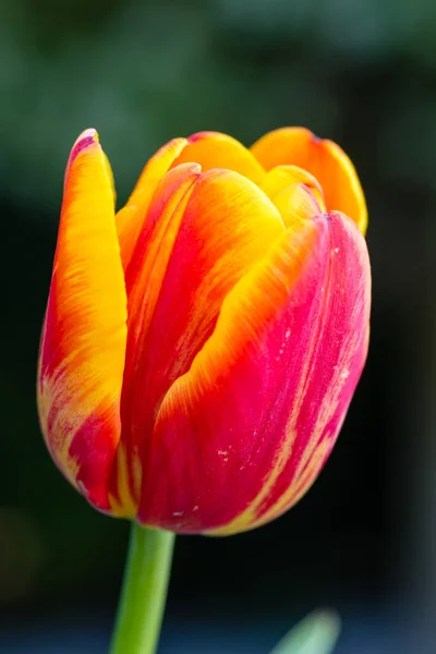Bonita tulipa close-up, flores da primavera tulipas florescer no jardim — Fotografia de Stock