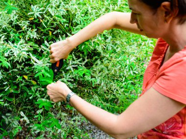 Japon hakuro söğüt ağacını buduyor. Bahçede budama makası var.