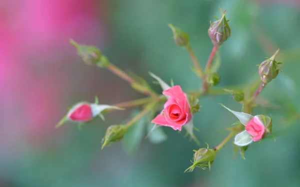 Flor Rosa Una Delicada Floración Rodeada Brotes Rosa —  Fotos de Stock