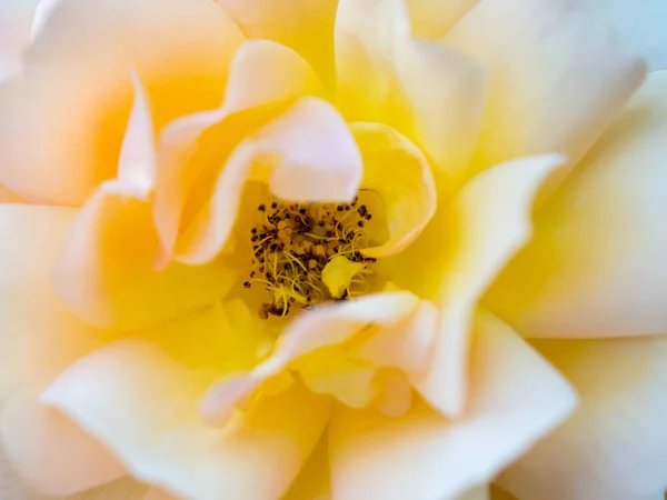 Rose Jaune Dans Très Grand Gros Plan Avec Étamines Visibles — Photo