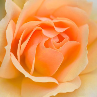 Çiçek açan sarı gül. Yaklaş.