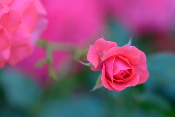 Rosenblüte Umgeben Von Rosenknospen Geringe Schärfentiefe — Stockfoto