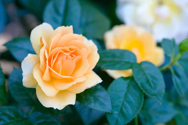 Żółty Kwiat Róży Rozkwicie Ogrodzie — Zdjęcie stockowe