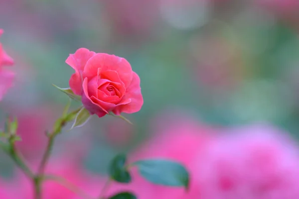 Rosenblüte Umgeben Von Rosenknospen Geringe Schärfentiefe — Stockfoto