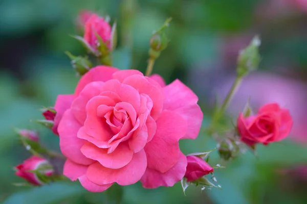 Kwiat Róży Pełnym Rozkwicie Otoczony Przez Pąki Róży Płytka Głębokość — Zdjęcie stockowe