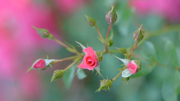Flor Rosa Una Delicada Floración Rodeada Brotes Rosa —  Fotos de Stock