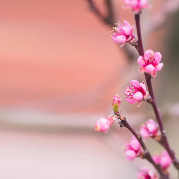Bloeiende Appelboom Selectieve Aandacht Achtergrond Van Natuur — Stockfoto