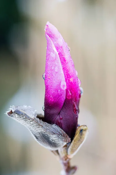 Μανόλια Μπουμπούκι Λουλουδιών Θολή Φόντο Πολύ Ρηχό Βάθος Πεδίου — Φωτογραφία Αρχείου