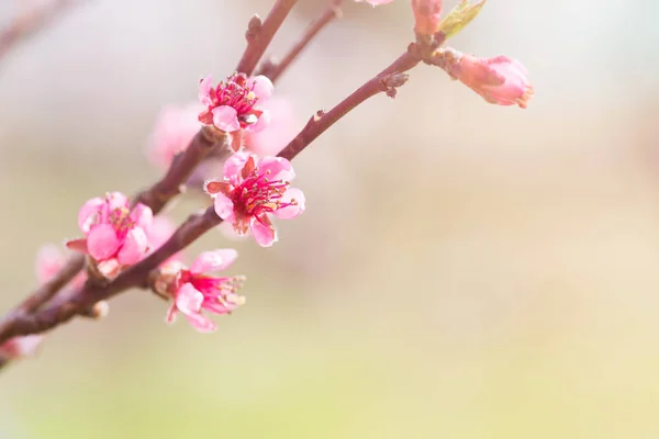 Bloeiende Appelboom Selectieve Focus Natuur Achtergrond Kopieer Ruimte — Stockfoto