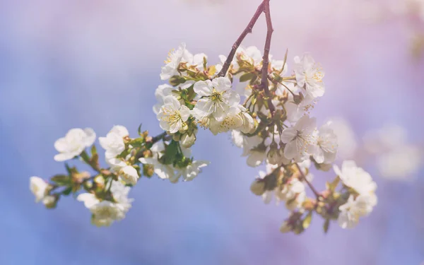 Blüte Der Kirschblüten Frühling Mit Grünen Blättern Natürlicher Saisonaler Saisonaler — Stockfoto