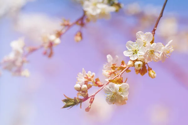 Blüte Der Kirschblüten Frühling Mit Grünen Blättern Natürlicher Saisonaler Saisonaler — Stockfoto