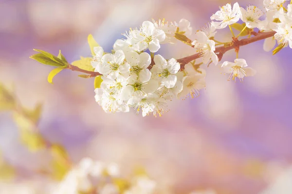 Άνθηση Της Κερασιάς Άνθη Εγκαίρως Άνοιξη Πράσινα Φύλλα Φυσικό Floral — Φωτογραφία Αρχείου
