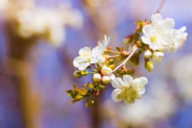 Bahar zaman yeşil yaprakları, doğal çiçek mevsimlik kremsi arka plan - ile çok sığ derinlik-in tarla kiraz çiçekleri çiçek