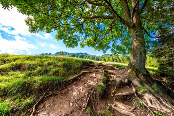 Horská Cesta Pieniny Vedoucí Vrcholu Wysoka Kořeny Stromů Popředí Polsko — Stock fotografie