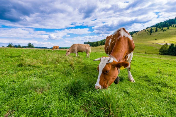 Mucche Prato Montagna Pieniny Polonia — Foto Stock