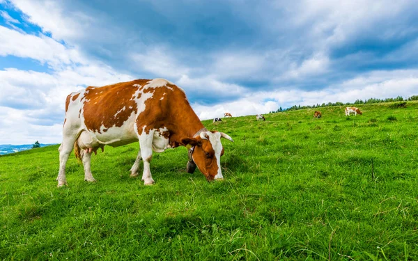 Mucche Prato Montagna Pieniny Polonia — Foto Stock