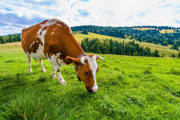 Mucca Prato Montagna Pieniny Polonia — Foto Stock