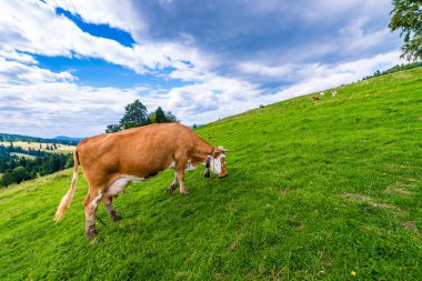 İnekler üzerine bir dağ çayır, Pieniny, Polonya