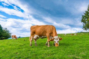 İnekler üzerine bir dağ çayır, Pieniny, Polonya