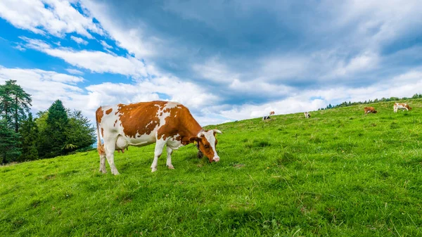 ピエニィニ ポーランド 山の牧草地に牛 — ストック写真