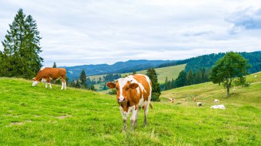 İnekler üzerine bir dağ çayır, Pieniny, Polonya