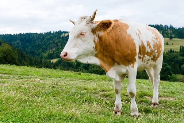 Mucca Prato Montagna Pieniny Polonia — Foto Stock