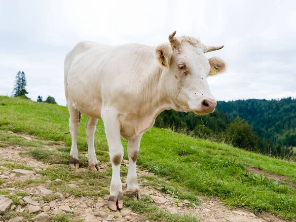 Vaca Prado Montês Pieniny Polônia — Fotografia de Stock