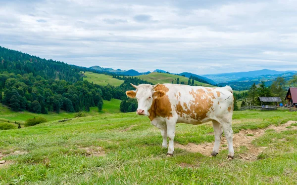 Vaca Prado Montês Montanhas Pieniny Polônia — Fotografia de Stock