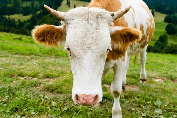 Mucca Prato Montagna Pieniny Mountains Polonia — Foto Stock