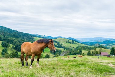 At ve inekler bir dağ çayırında, Pieniny, Polonya