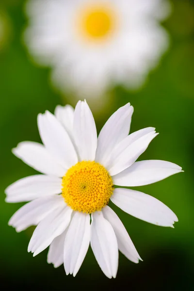 Flores Brancas Margarida Camomila Prado Verde Profundidade Rasa Campo — Fotografia de Stock