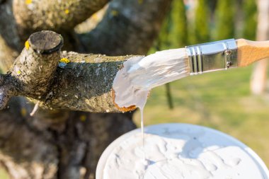 Meyve ağacının budanmış dalını, eriği bahçe macunuyla koruyorum.