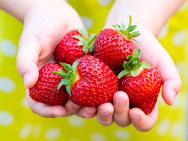 Lezzetli taze toplanmış kırmızı çilekler küçük bir kızın ellerinde. Ev bahçesinden toplanmış meyveler.