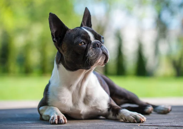 Boston Terrier Hund Auf Brauner Terrasse Geringe Schärfentiefe — Stockfoto