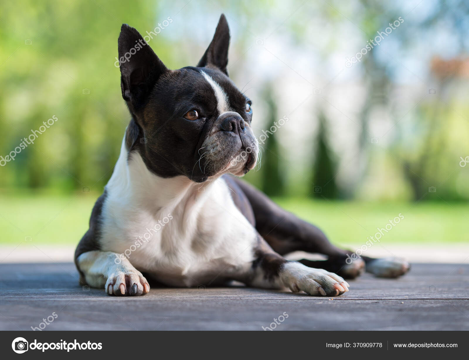 Boston Terrier Dog Brown Terrace Shallow Depth Field — Stock Photo