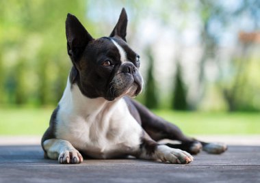 Kahverengi terasta Boston Teriyeri köpeği - sığ alan derinliği