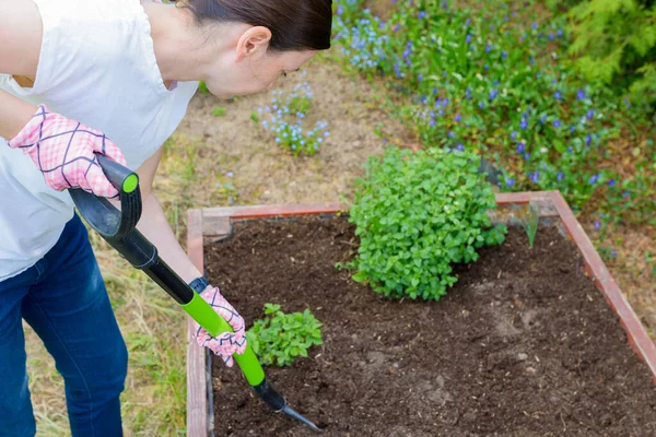 Donna Che Allenta Terreno Con Forcone Coltivare Verdure Erbe Una — Foto Stock