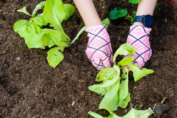 Wanita Menanam Bibit Selada Muda Kebun Sayur — Stok Foto