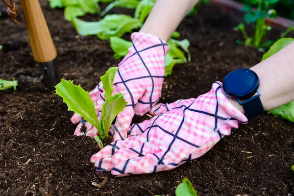 Frau Pflanzt Junge Salat Setzlinge Gemüsegarten — Stockfoto