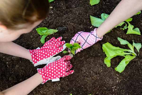 Mamă Fiică Plantând Răsaduri Tinere Salată Grădina Legume — Fotografie, imagine de stoc