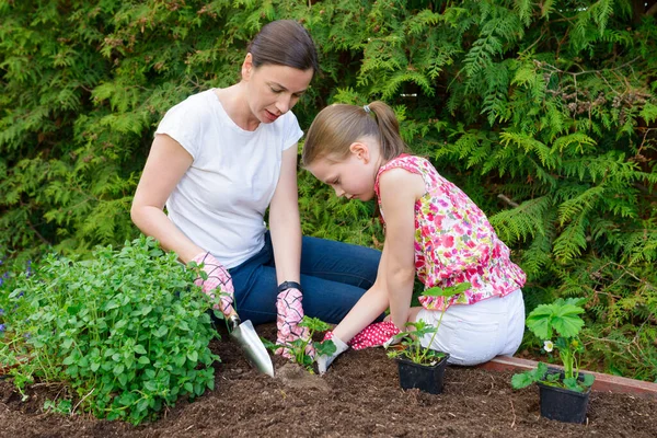 母亲和女儿在菜园里种植生菜幼苗 — 图库照片