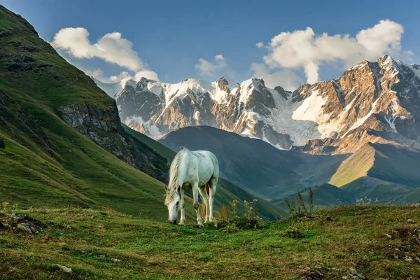 View of the highest Caucasus mountains, white horse grazes in mountain meadows, white horse, Svaneti, Caucasus, Georgia