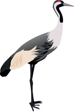 Beyaz arkaplan vektörlü gölgenin görüntüsü