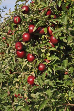 ağaçlar üzerinde kırmızı olgun elma ile elma bahçesi