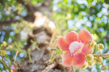 Shorea robusta, Dipterocarpaceae familyasına ait bir ağaç türü.
