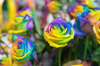 Gökkuşağı gülü ve çok renkli taç yaprakları, güzel isimlendirilmiş mutlu çiçek.