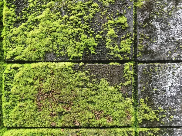 moss and lichen covered the old wall. Green moss Background texture