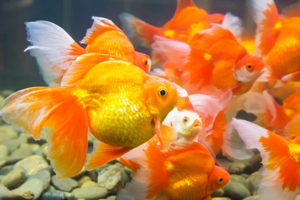 Muchos Los Peces Dorados Nadan Despreocupados Acuario Con Piedras —  Fotos de Stock