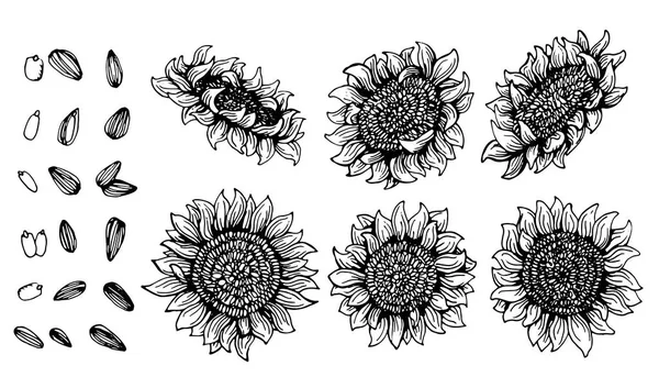 Set grafische zonnebloem en zonnebloem zaden — Stockvector